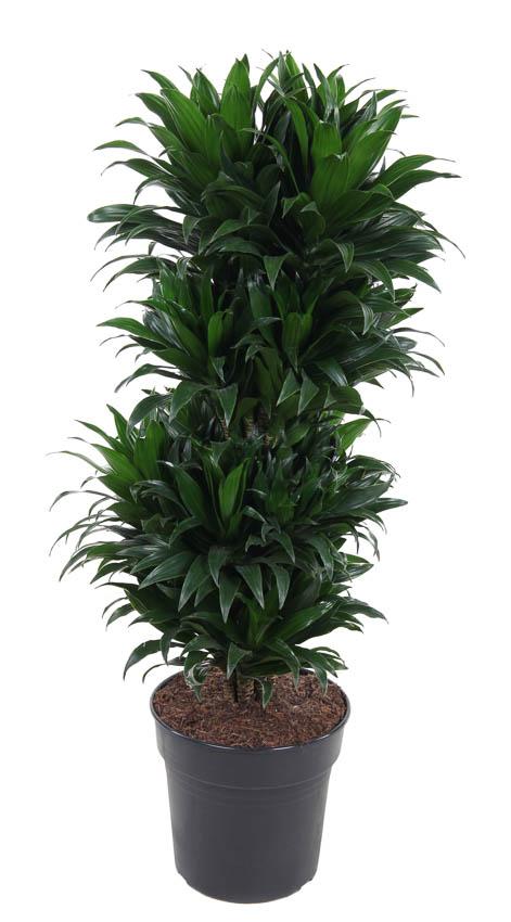 Dracaena Compacta branched Ø27cm - ↕100cm