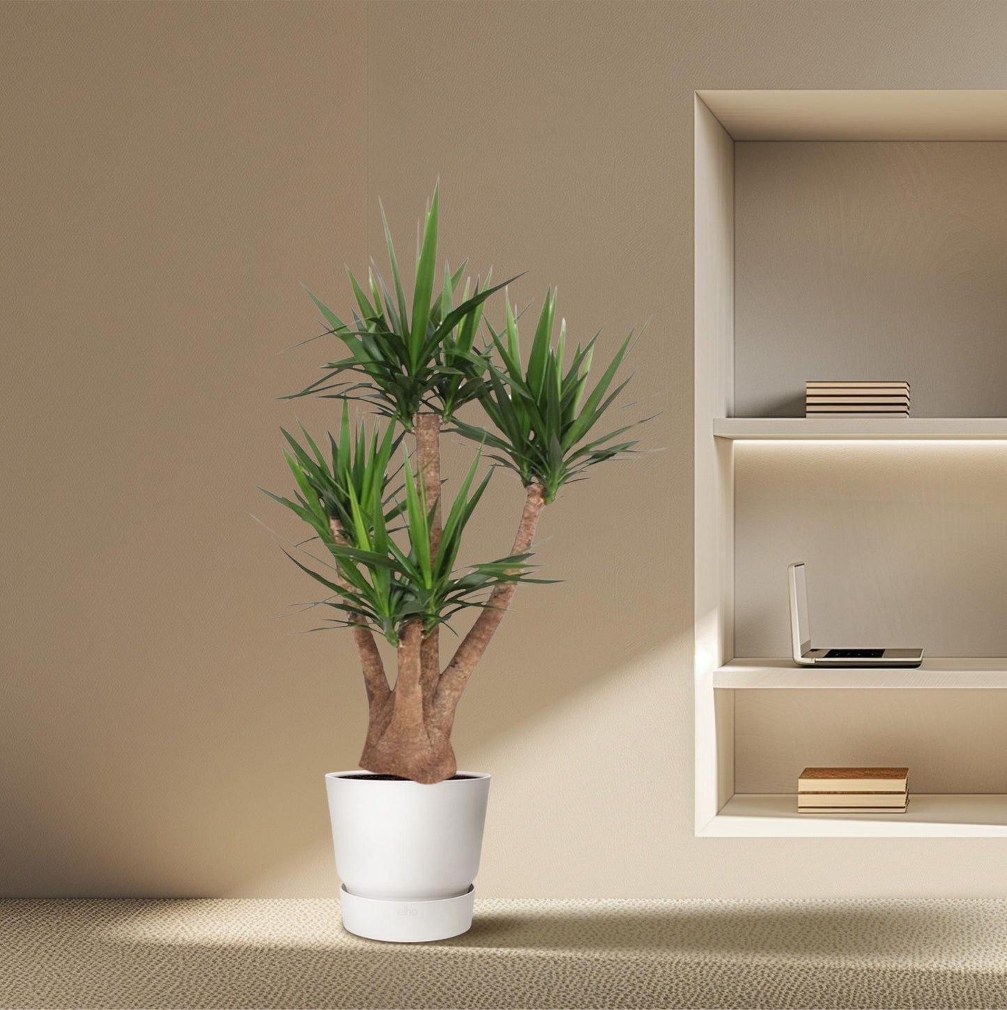 Yucca Elephantipes branched - 170 cm - ø45