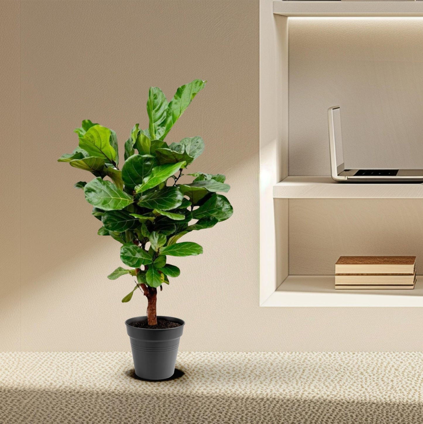 Ficus Lyrata branched - 140-160cm - ø 27-30cm