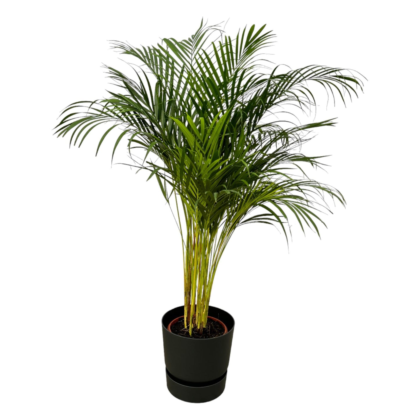 Golden Palm (Areca palm) - ↨130cm - Ø24cm including elho Greenville Round black D30xH28