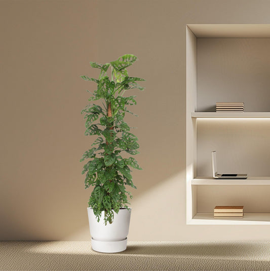 Monstera Monkey Leaf moss stick - 170 cm - ø27