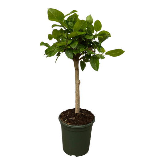 Ficus Altissimo variegata - 100 cm - Ø24cm
