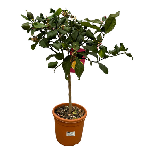Citrus lemon - Lemon tree - 80 cm - Ø22cm