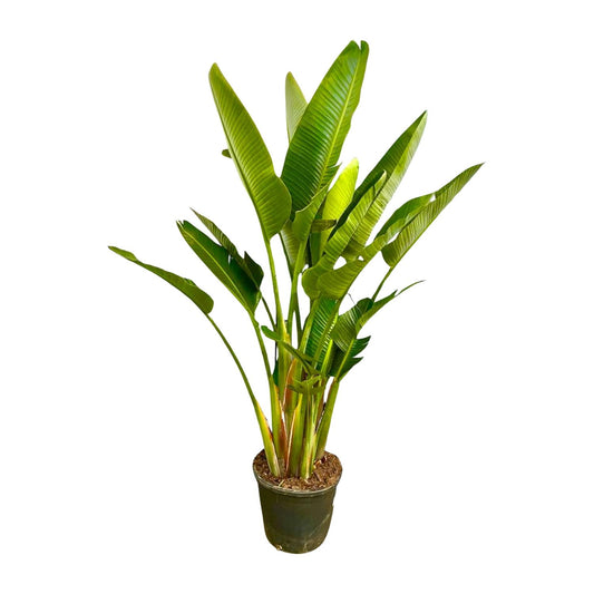 Strelitzia Augusta White bird of paradise flower multi stem XXL - 225 cm - ø40