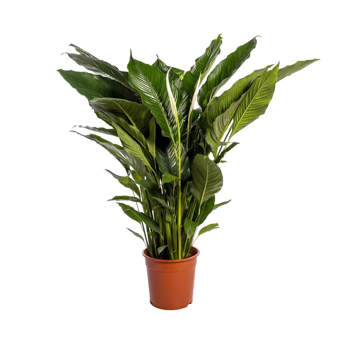Peace Lily Plant - Spathiphyllum - Ø24cm - ↕110cm