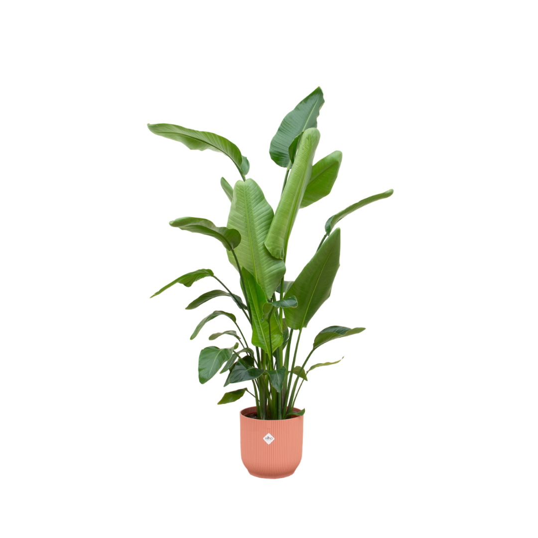 Strelitzia Nicolai including elho Vibes Fold Round pink - 170 cm - Ø30
