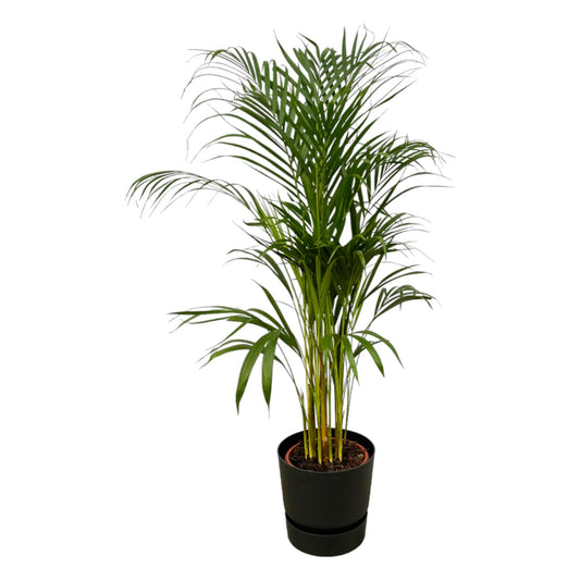 Golden Palm (Areca palm) - ↨110cm - Ø21cm including elho Greenville Round black D24xH23