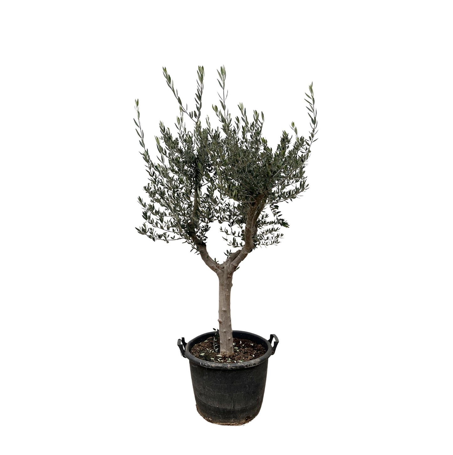 Olive tree - Olea Europaea cultivo - 220cm- Ø40