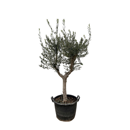Olive tree - Olea Europaea cultivo - 220cm- Ø40