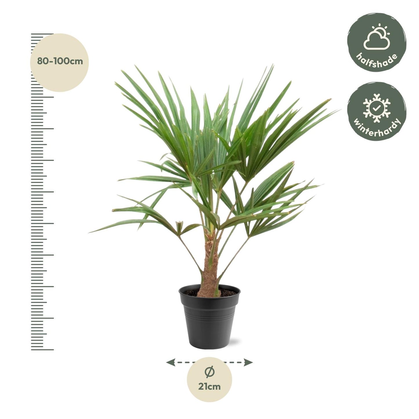 Chinese Fan Palm (Trachycarpus fortunei) - 90-100cm - Ø21
