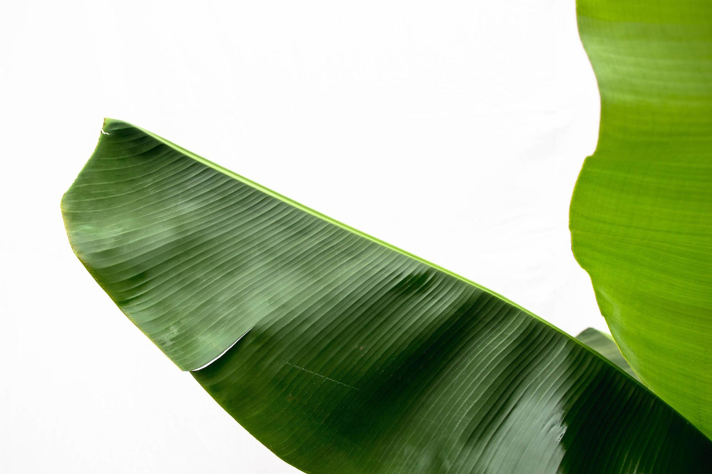 Banana plant (Musa) - 170cm - Ø30