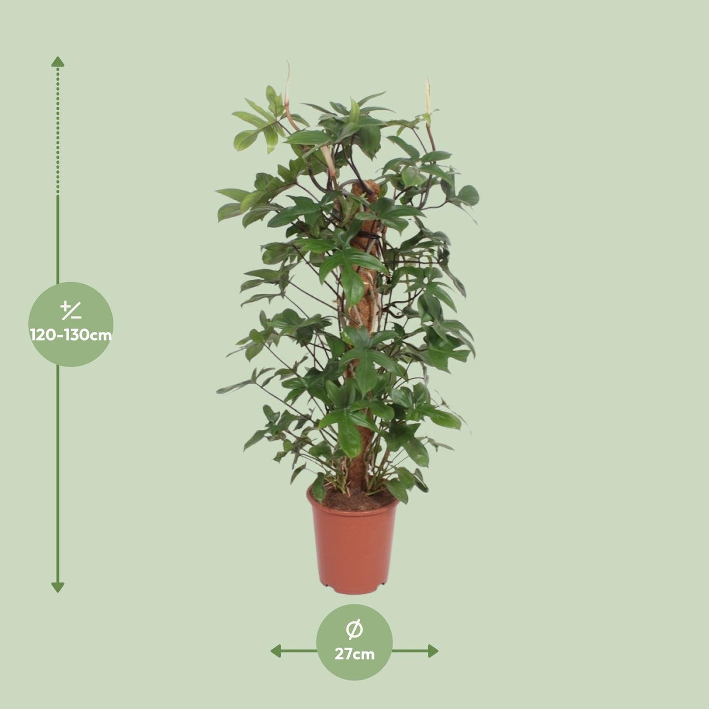 Philodendron Pedatum - Ø27cm - ↕130cm