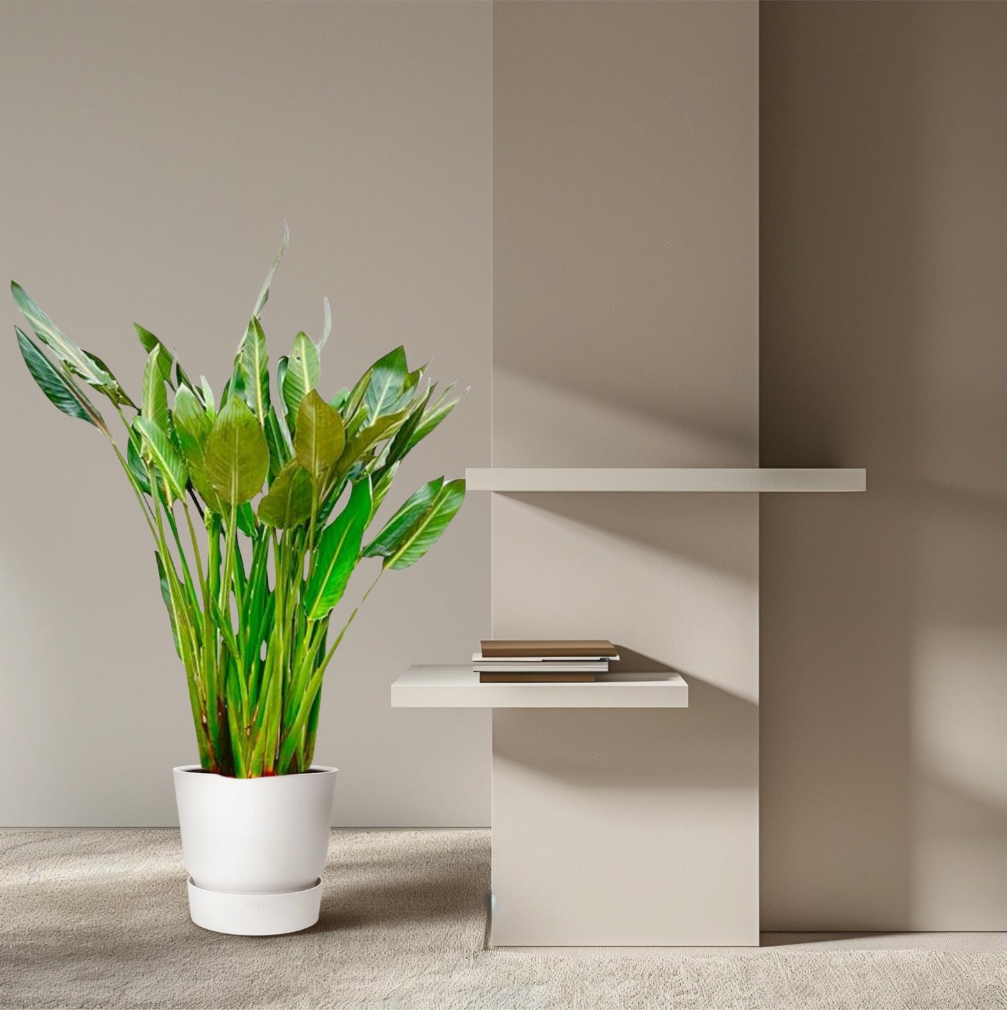 Orange Bird of Paradise Plant - Strelitzia Reginae XL - 160cm - ⌀30