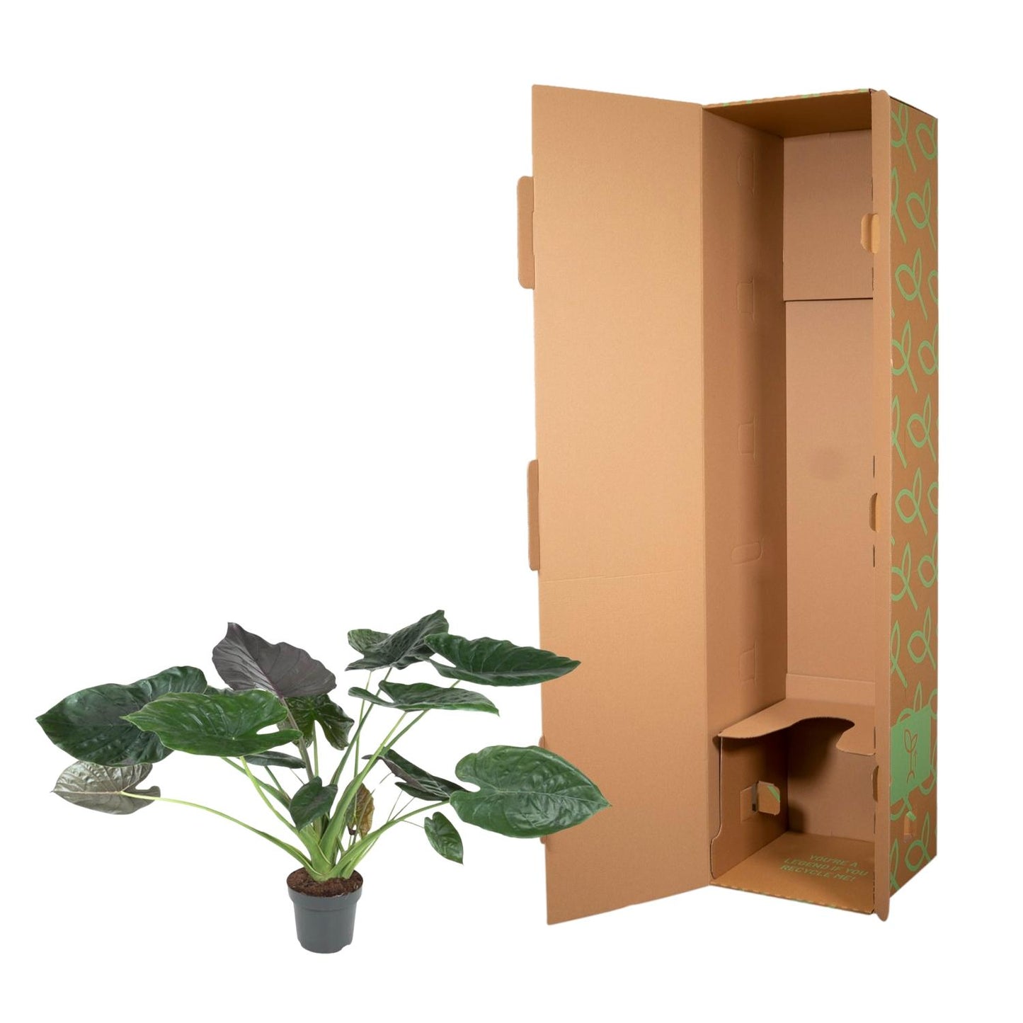 Elephant ear - Alocasia wentii - 120 cm - ø32