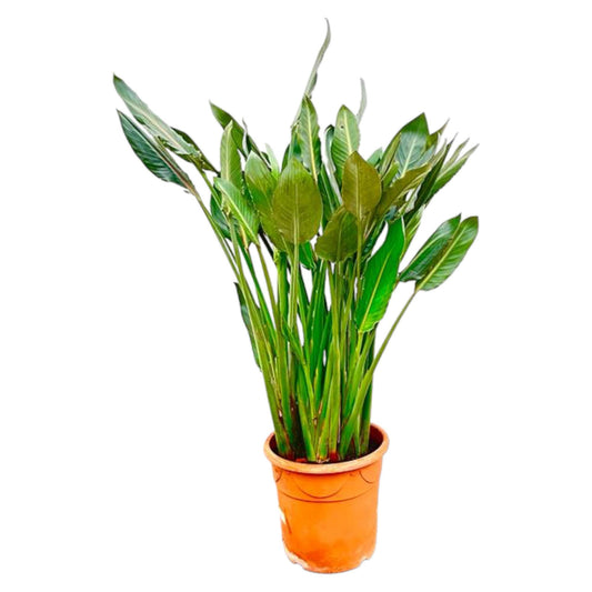 Orange Bird of Paradise Plant - Strelitzia Reginae XL - 160cm - ⌀30