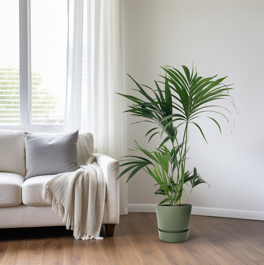 Kentia palm - Howea forsteriana Ø24cm - ↕130cm