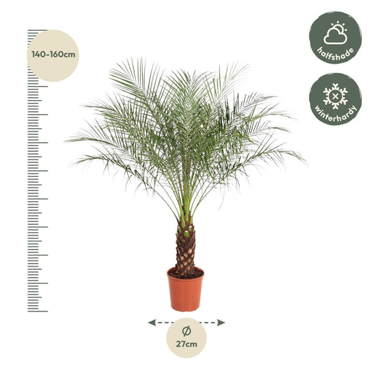 Phoenix Roebelenii - Dwarf date palm - 160 cm - ø27