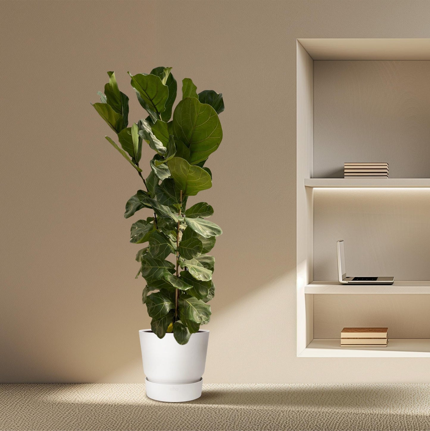 Ficus Lyrata shrub (Fiddle leaf plant) - 180 cm - Ø30