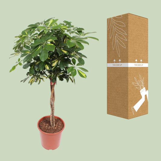 umbrella tree - Schefflera Gold Capella - Ø27cm - ↕120cm