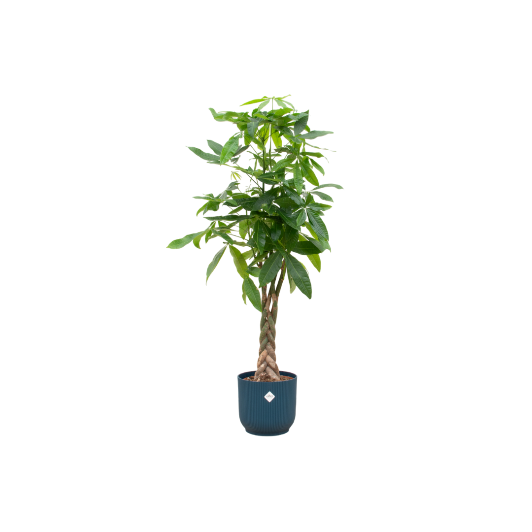 Money tree Pachira Aquatica - including elho Vibes Fold Round blue Ø30 - 150 cm