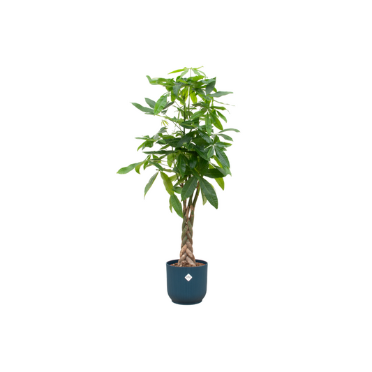 Money tree Pachira Aquatica - including elho Vibes Fold Round blue Ø30 - 150 cm