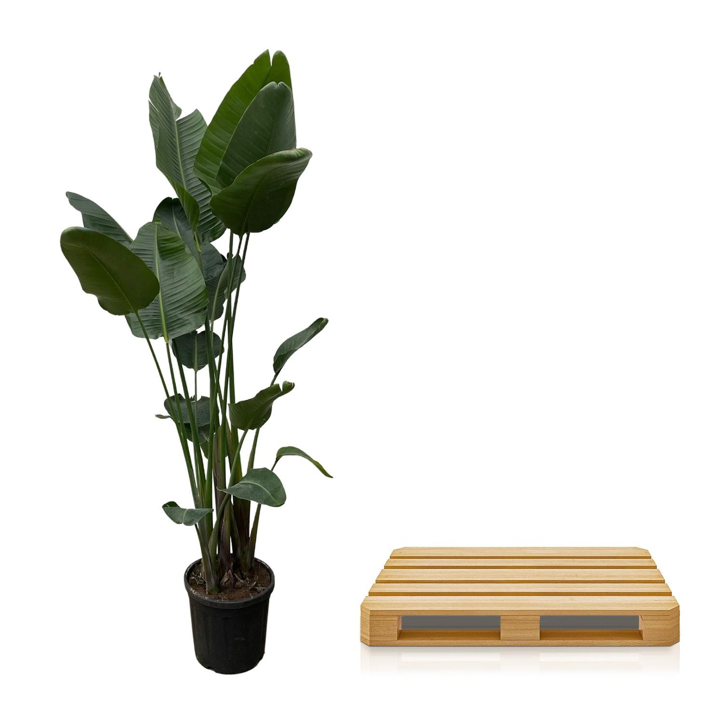 Strelitzia Nicolai (white bird of paradise flower) XXL - 250 cm - ø50