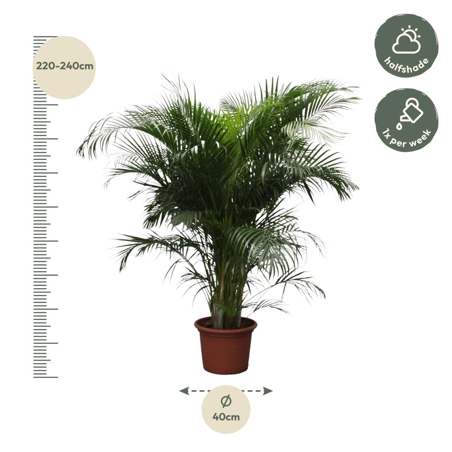 Golden Palm (Areca Palm) - Dypsis lutescens 230 cm - ø40