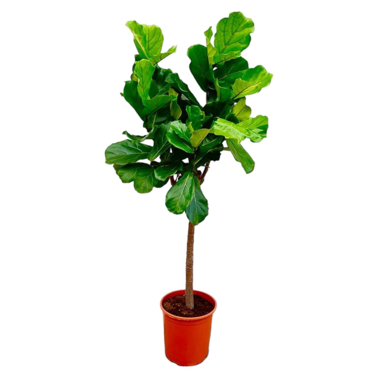 Ficus Lyrata tree - 150 cm - ø30