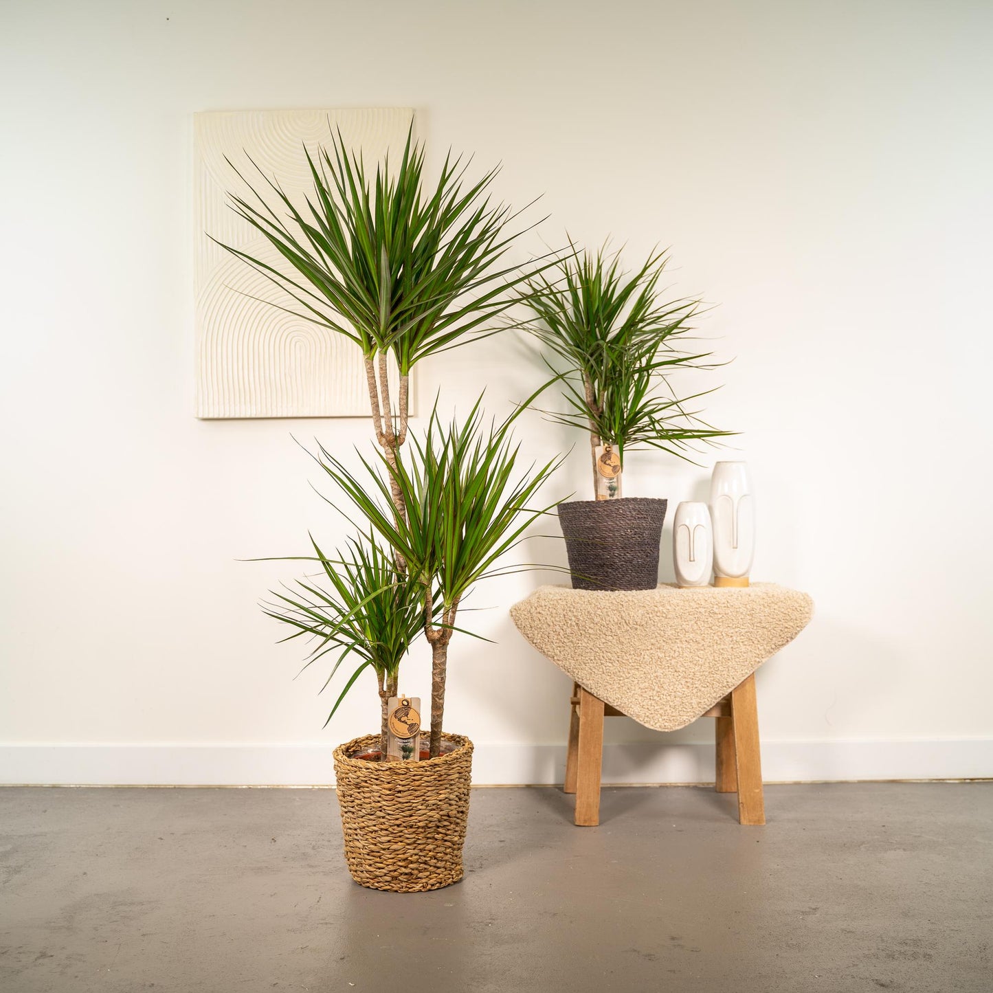Dracaena x 2 - ↨120cm - Ø21cm + Dracaena - ↨70cm - Ø17cm