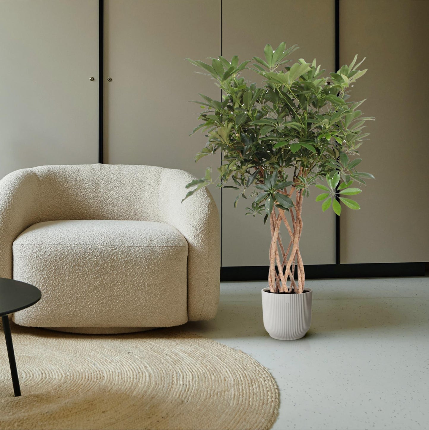 Schefflera arboricola - Dwarf umbrella tree - 130 cm - ø30