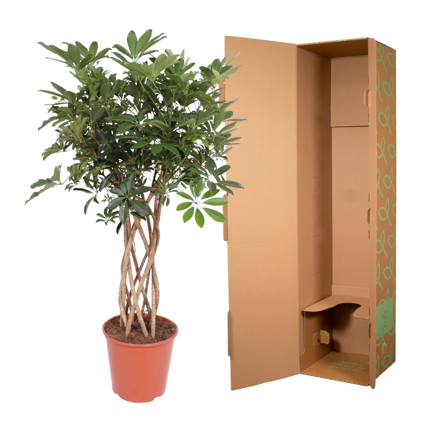 Schefflera arboricola - Dwarf umbrella tree - 130 cm - ø30