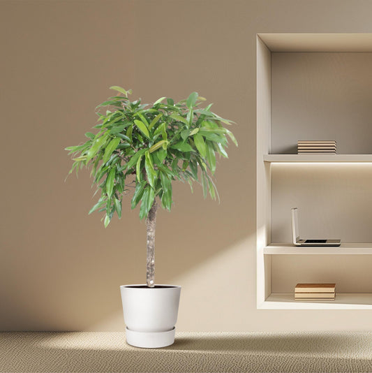 Ficus Amstel King - 130 cm - ø30