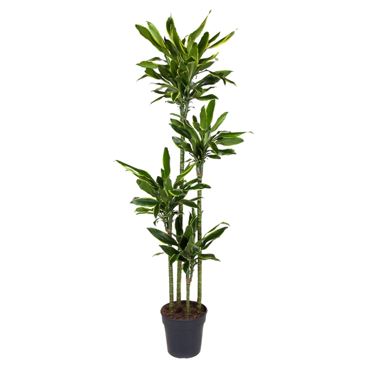 Dracaena Fragrans Golden Coast - 170 cm - ø27