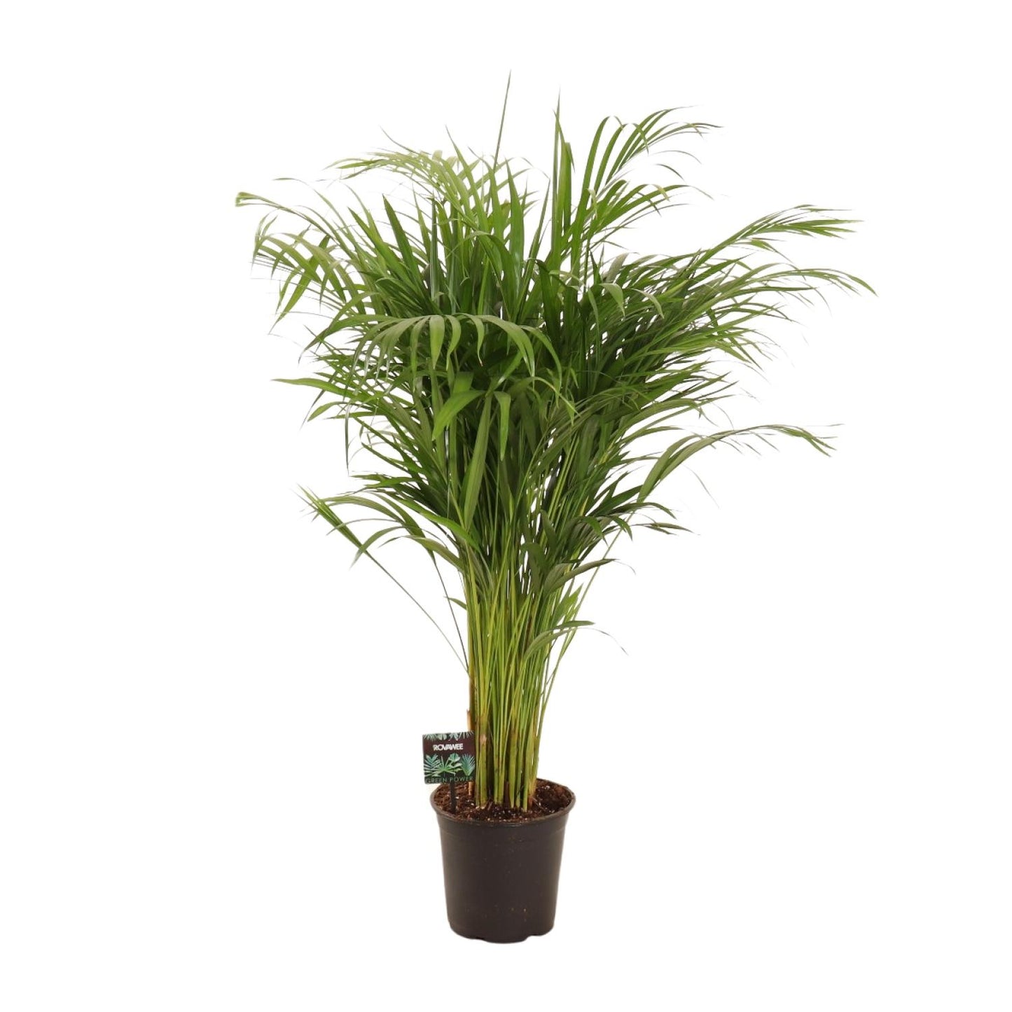Gold palm (Areca palm) - Dypsis lutescens - Ø21cm - ↕110cm