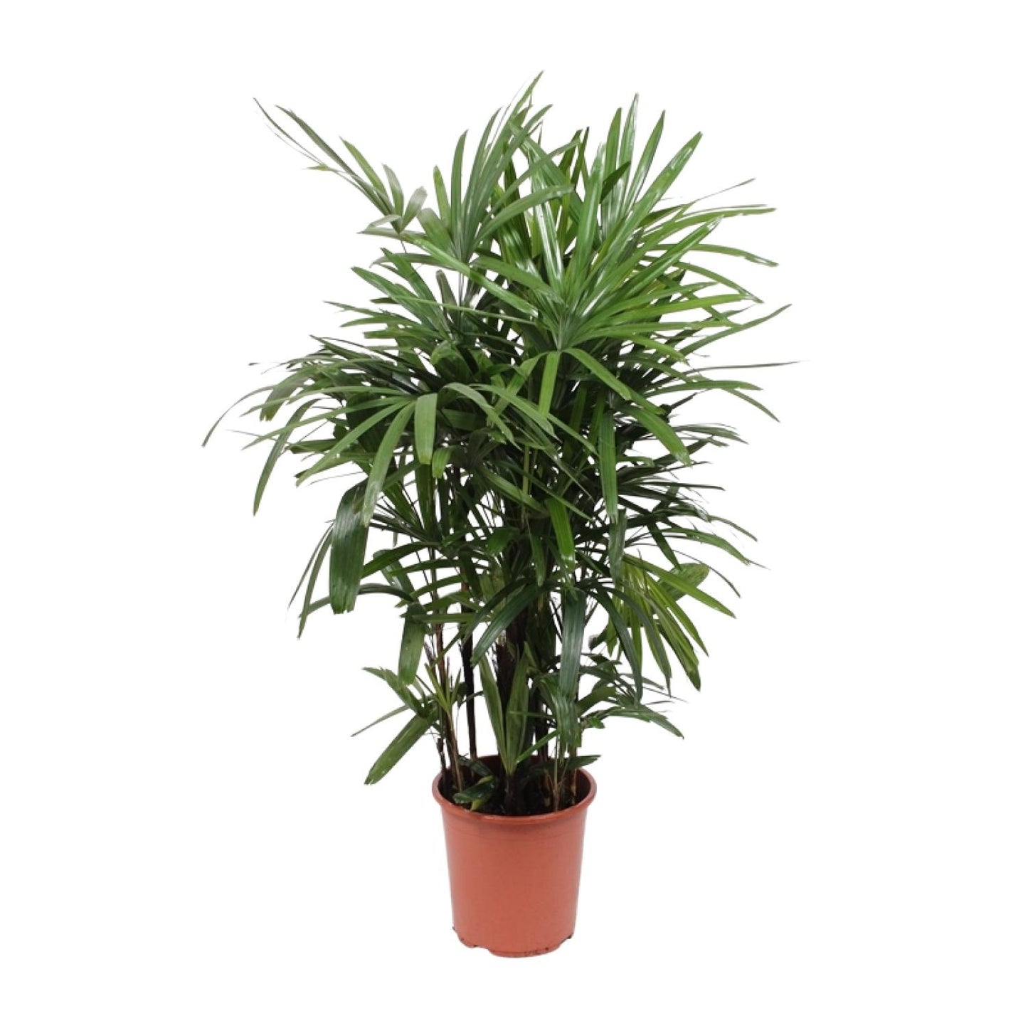 Rhapis Excelsa (bamboo palm) - Ø27cm - ↕120cm