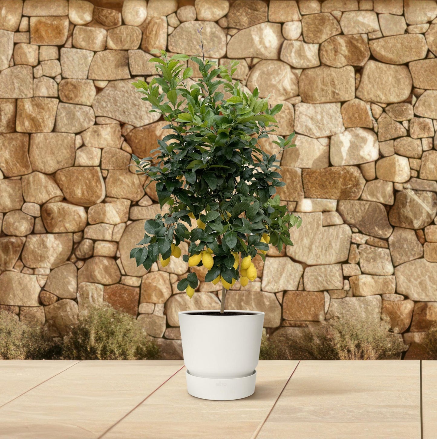 Citrus limon - Lemon tree - 200cm - ø40