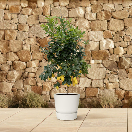 Citrus limon - Lemon tree - 200cm - ø40