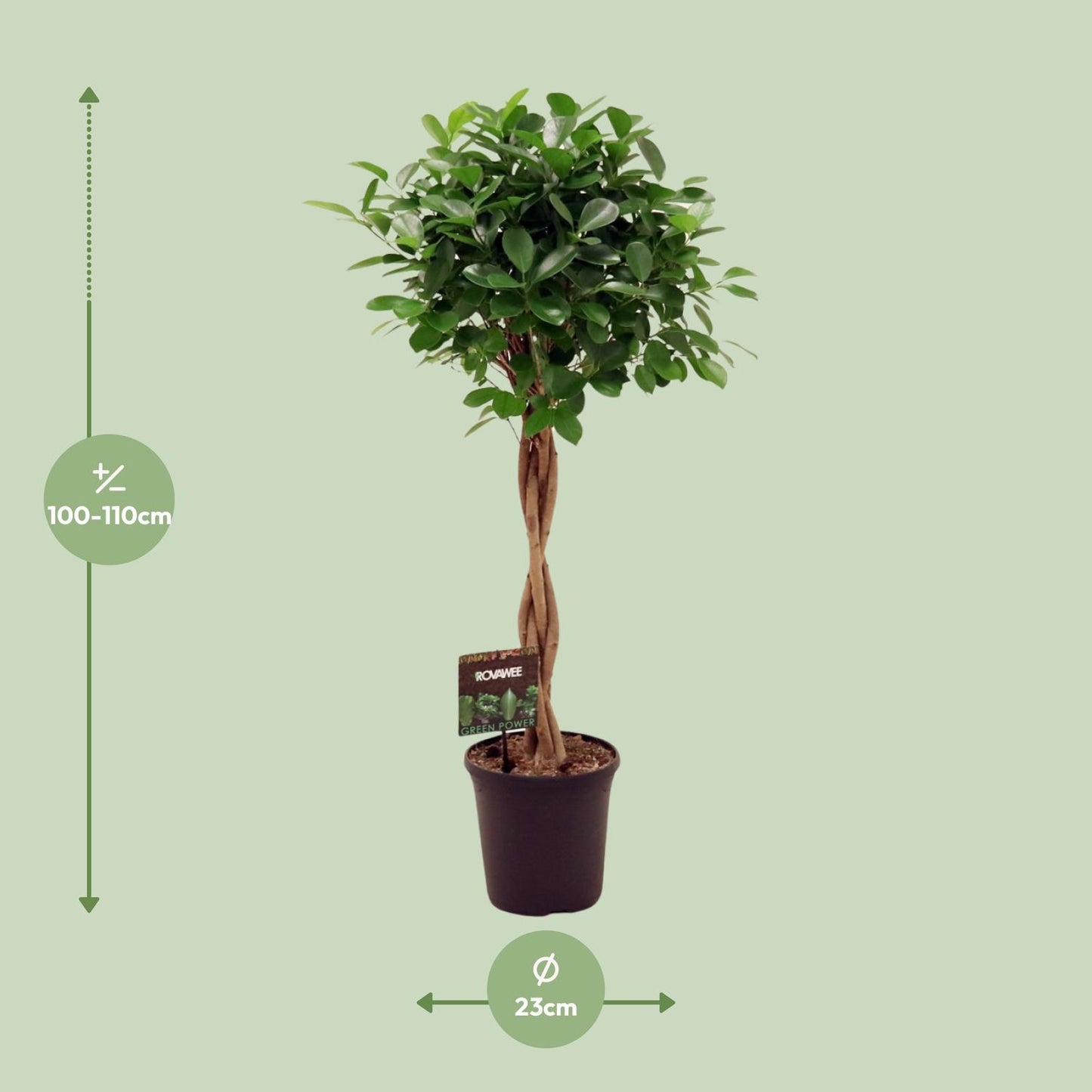 Ficus Microcarpa Moclame - Ø23cm - ↕110cm