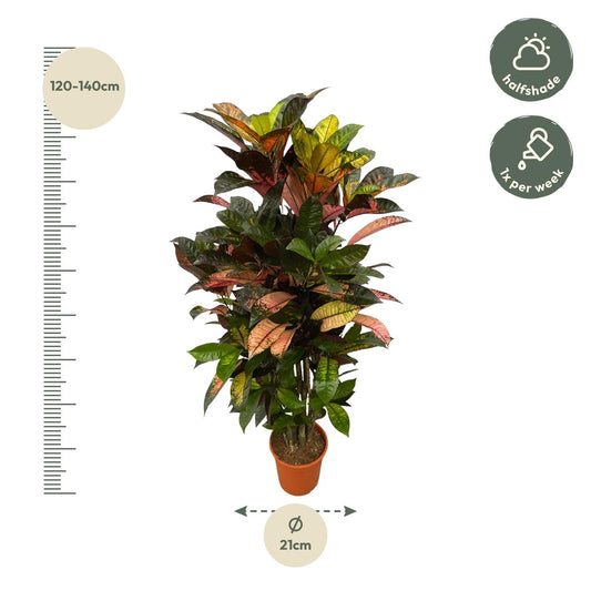 Codiaeum (Croton) Iceton branched - 120 cm - Ø24cm