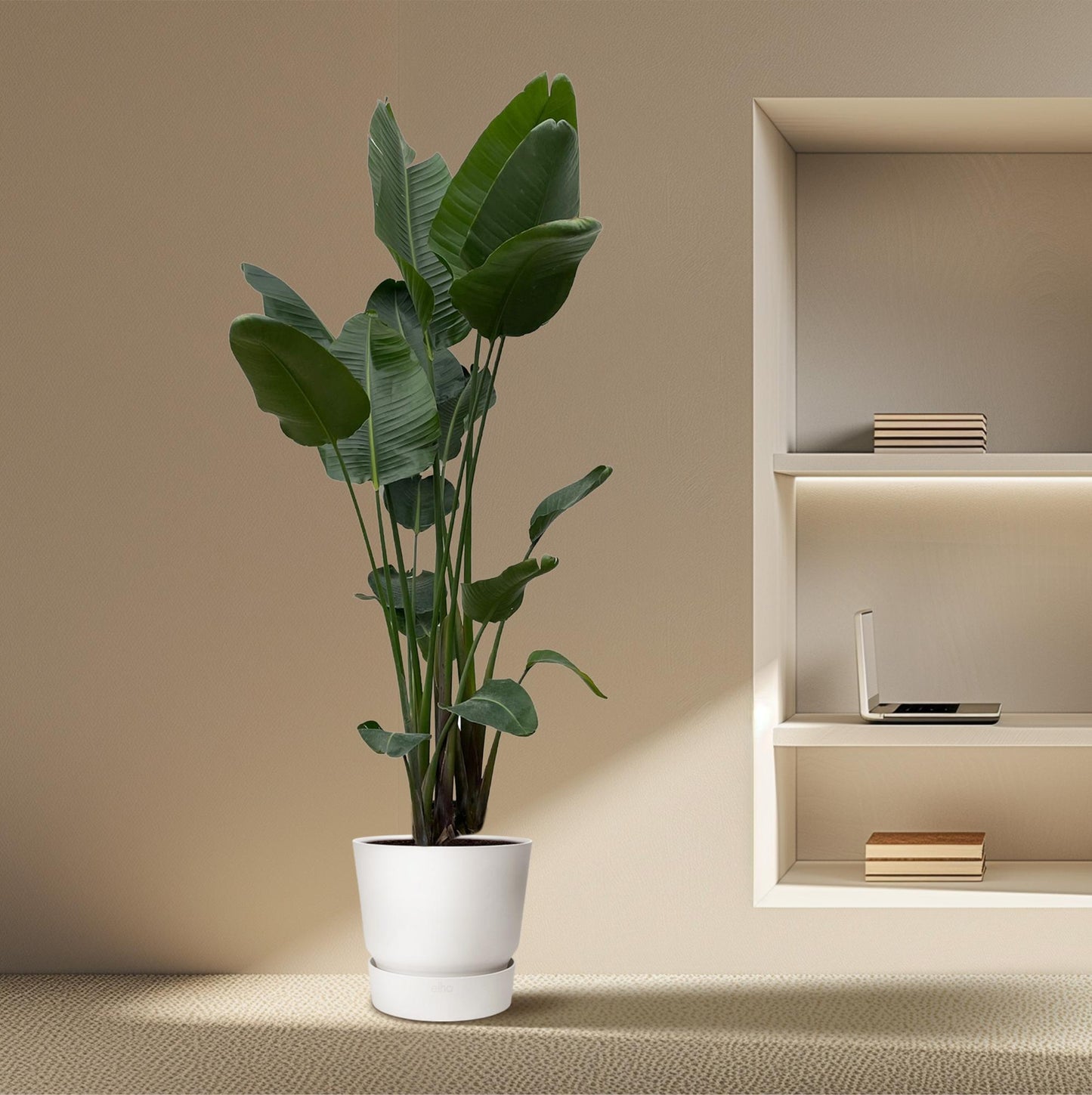 Strelitzia Nicolai (white bird of paradise flower) XXL - 250 cm - ø50