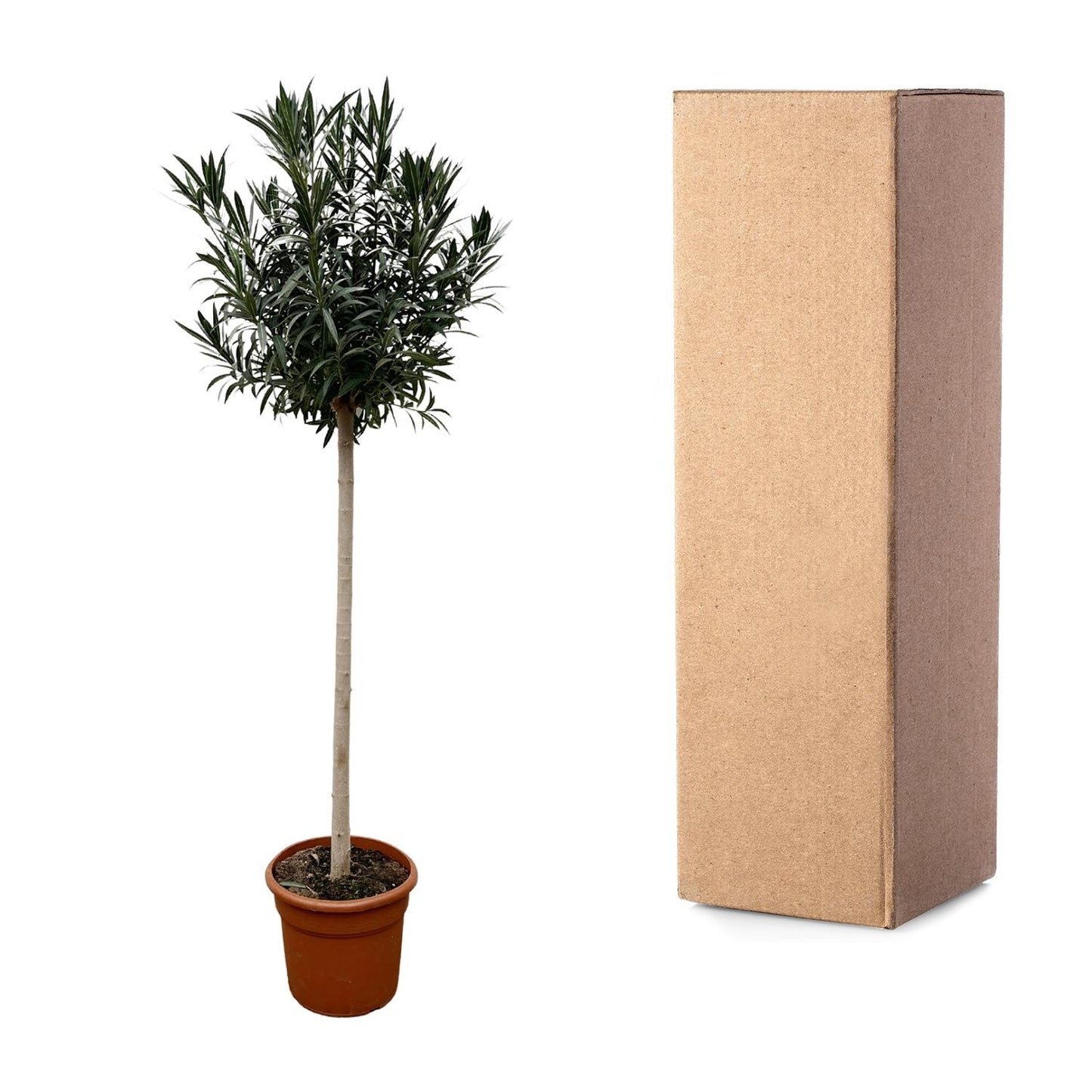 Oleander on trunk with white flower - 170cm - Ø40