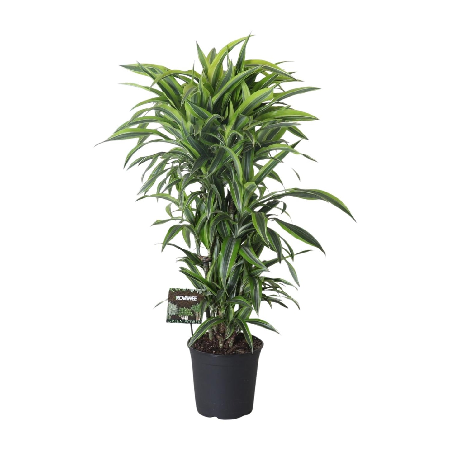 Dracaena Fragrans Lemon Lime Branched - Ø27cm - ↕120cm