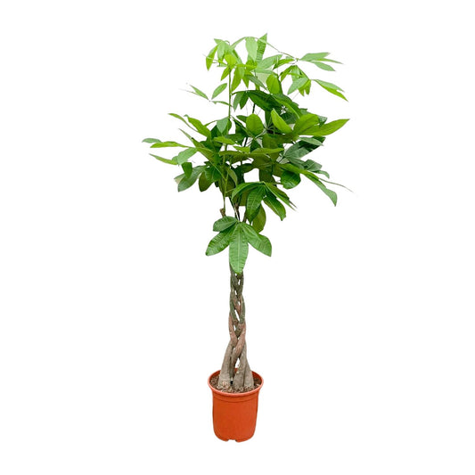 Pachira Aquatica (money tree) - 150cm - ø27