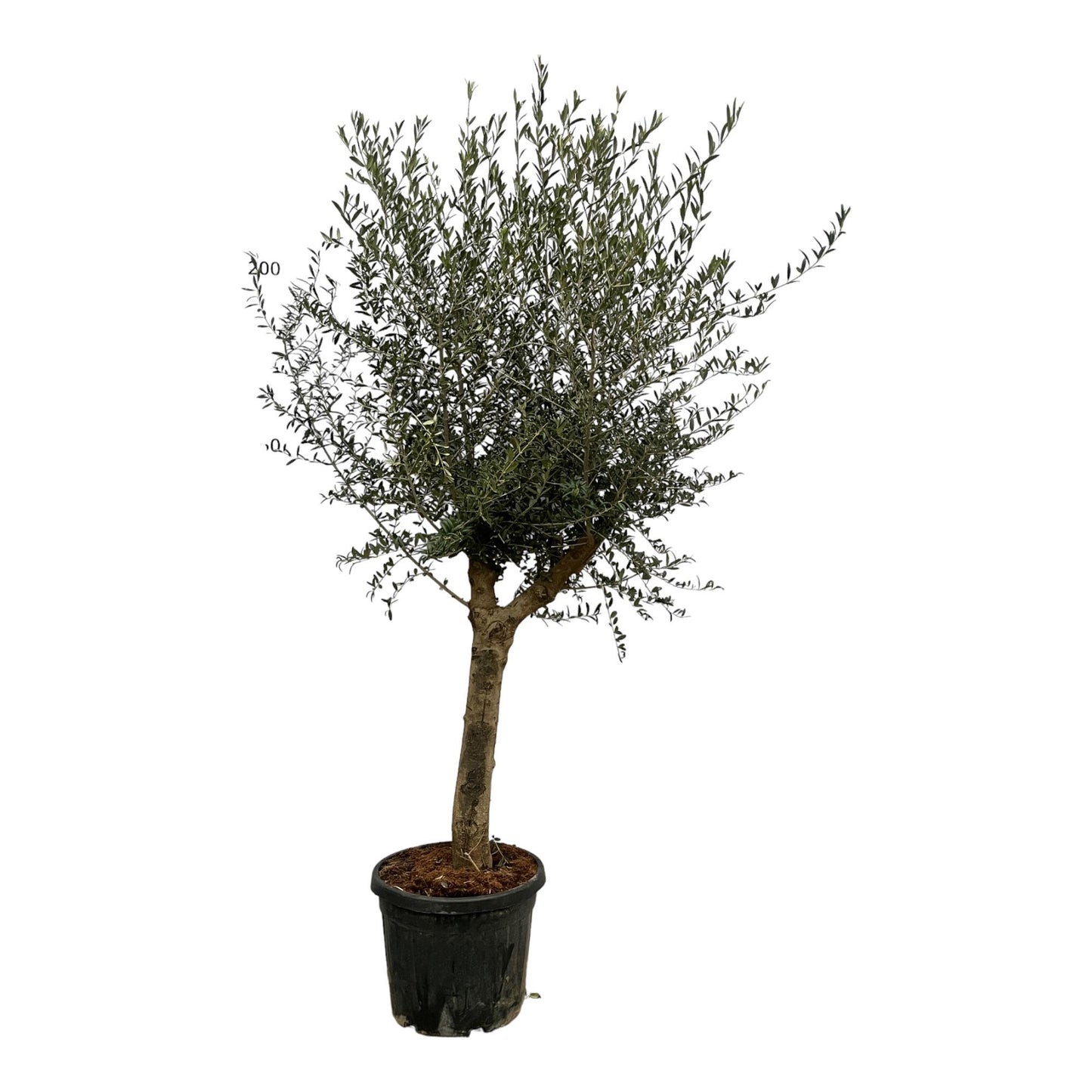 Olive tree Olea Lorc - 200 cm - Ø45 cm