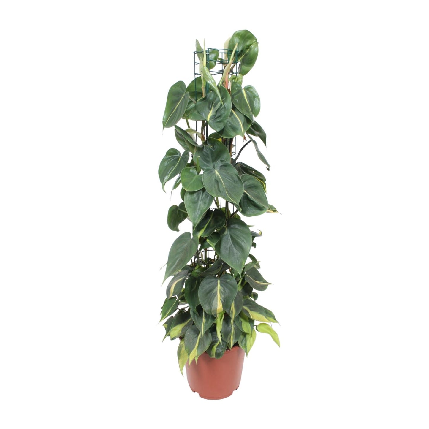 Philodendron Scandens Brasil (heart plant) - Ø24cm - ↕120cm