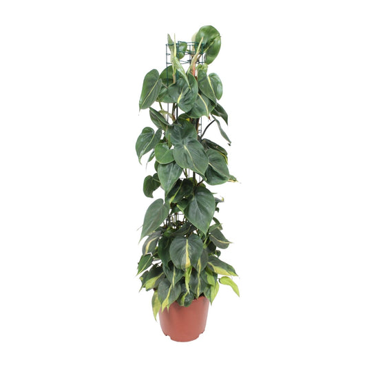 Philodendron Scandens Brasil (heart plant) - Ø24cm - ↕120cm