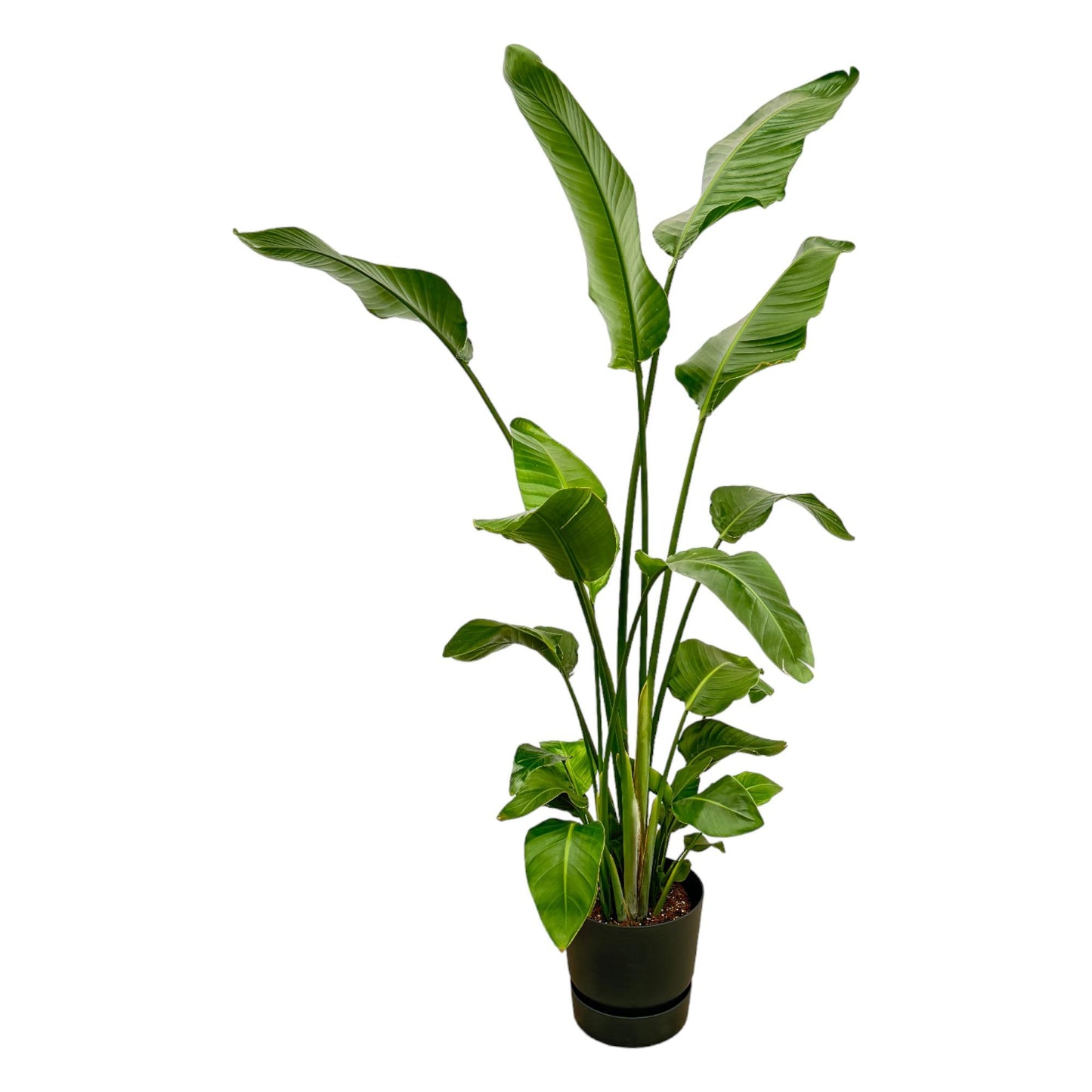White bird of paradise flower - Strelitzia Nicolai including elho Greenville Round black - 180 cm - Ø30