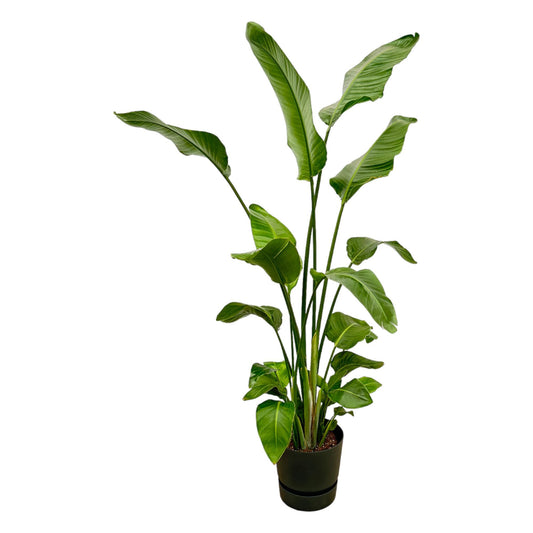 White bird of paradise flower - Strelitzia Nicolai including elho Greenville Round black - 180 cm - Ø30