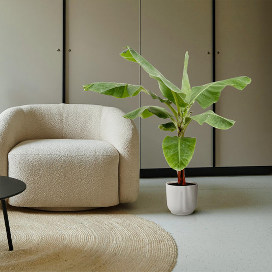 Banana plant (Musa) - 170cm - Ø30