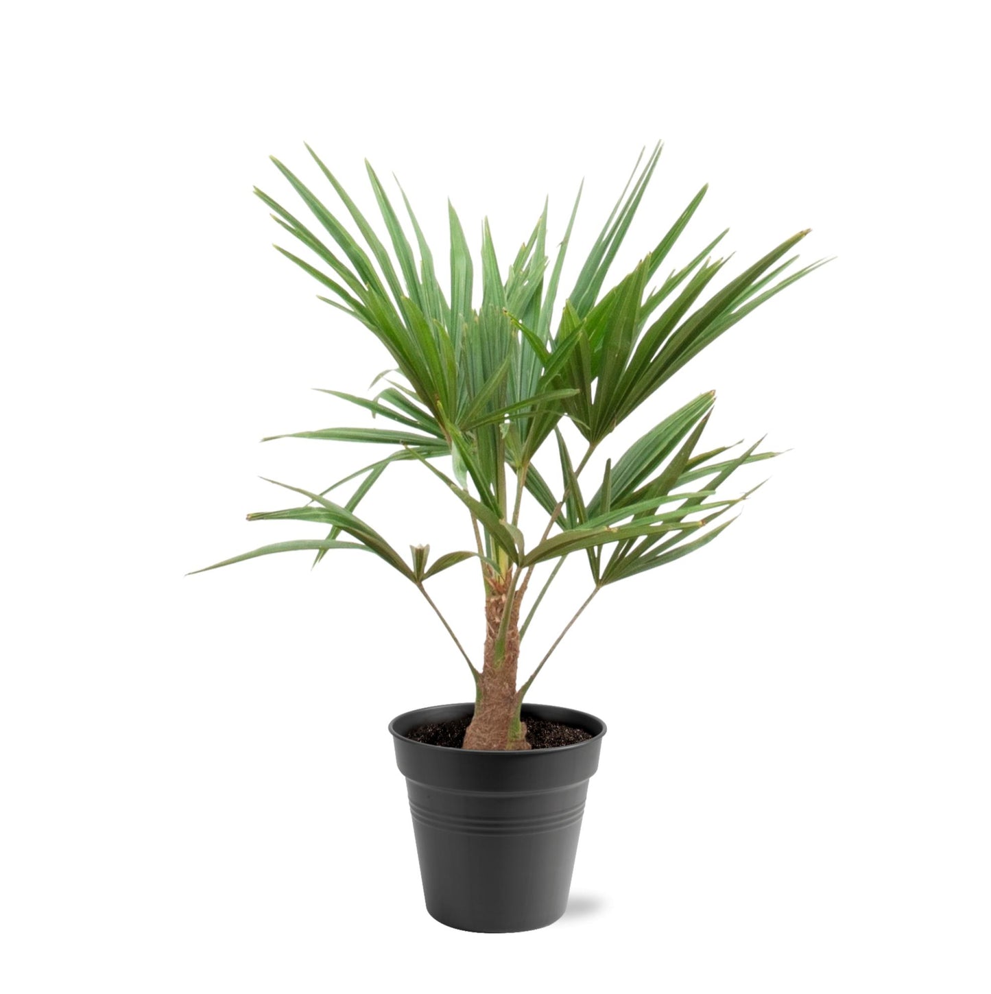 Chinese Fan Palm (Trachycarpus fortunei) - 90-100cm - Ø21